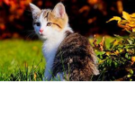 cats united forever izzy to