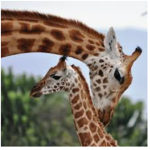 The Giraffe People Squad