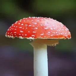 cool mushroom game icon