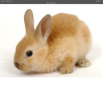 Bunny’s are my favorite animal