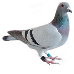 La Communauté Du Pigeon