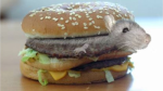 Rats crusty cheeseburgers