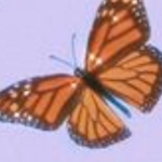 TheWholeSomeButterflies!