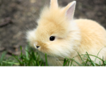 Bunnylover0061's group