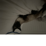 Ich liebe Katzen