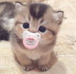 shycat!