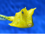 Cow Fishes Are Awesome