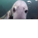 Lee seal