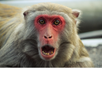 MONKEY_BEAST