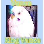 Budgie Army!