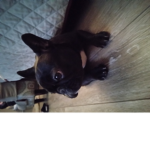 Puppy's are queen