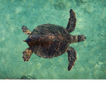 The Triggered Turtle Gang