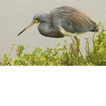 Heron Inc