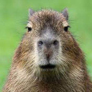 capybara zone