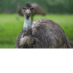 The awesome emu's