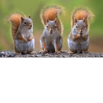 Squirrels Together