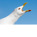 seagull cult