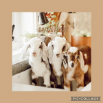 SAFFIREGOAT GANG