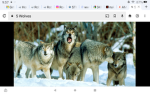 Braxtwofly's Wolf Pack
