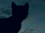 Warrior Cats fans!!