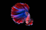 The Betta Fishes