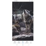 Wolf pack for life join now