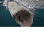 Sharks who are legends