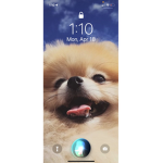 I lava dogs do u too?