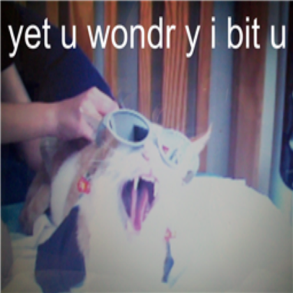 Funny cat! Roblox decal