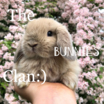 The Bunnies clan (: