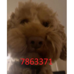 Rolo Fanclub