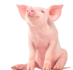 Pigggys are awesome!