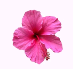 For robux for my sister