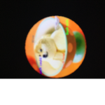 Silly Doge