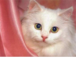 Kitty Fam's