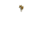 Cool Doggies