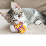 The cat and toy group