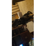 GERMAN DOGGO CHEY