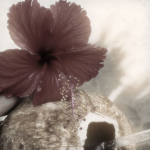 ⋆daydreamed⋆