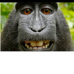 MONKEY___GANG
