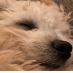 SuperDoge
