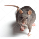 Escape rat killer ( group )