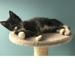 The OFFICAL group of cats