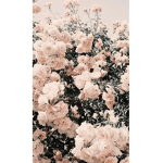 ~CallmehEmma~