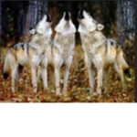 Wolves United xxx