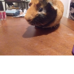 Meh Guinea pig life