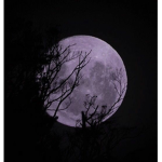 Minni's Moonlight Designs!