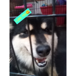 Solo doge
