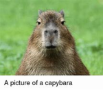 Capybara Army/Hangout