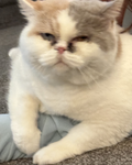 Team kitty sloth